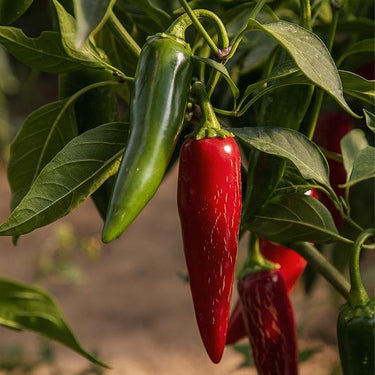Pepper Joe's Giant Jalapeno Pepper Seeds - The Pepper Pantry (Formerly Marie Sharp's)